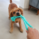 Cachorro puxando o Cabo de Guerra TrançaPet