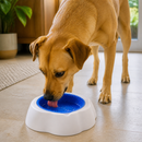 Cachorro bebendo água na Tigela Bebedouro Gelado FreshPet