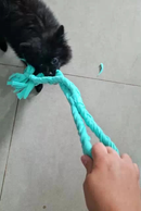 Cachorro brincando com o Cabo de Guerra TrançaPet