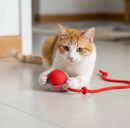 Brinquedo Interativo PetPlay Turbo™ - Seu Sofá NÃO Precisa ser o Brinquedo Favorito do seu Gato 🟢🐱