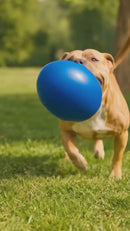 Bola Ovo Fujão – Brinquedo para Mordidas Fortes 🐾🥚
