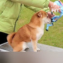 Mochila Pet com Guia e Peitoral TrilhaPet: Passeios com Estilo e Praticidade 🎒🐾
